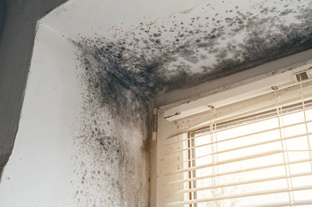 Affordable Hvac And Air Duct Mold Remediation solutions in Highlands, NJ